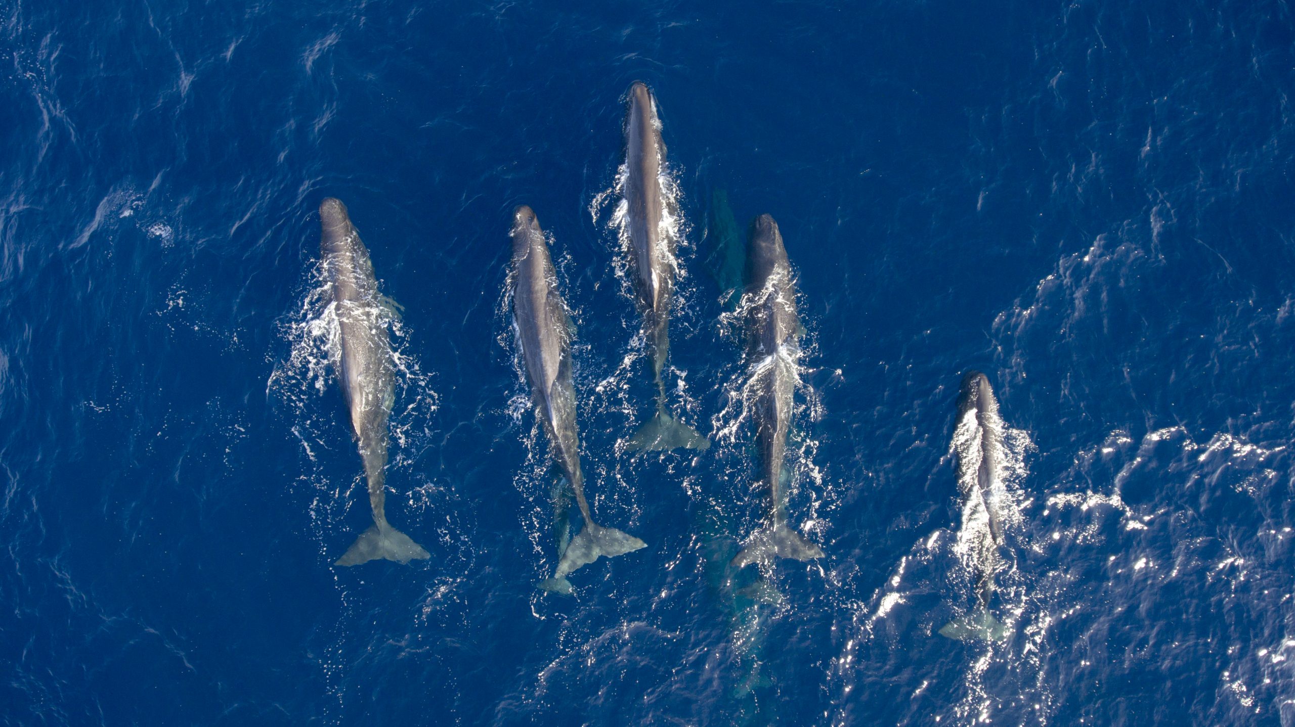 Dolphins swimming in the ocean off Sao Miguel