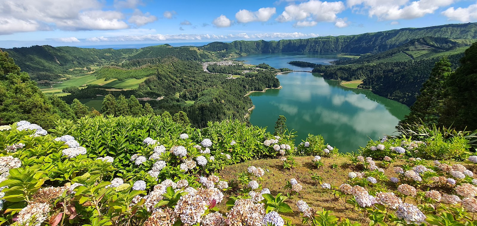 Hydrangeas above the crater lakes of Sete Cidades