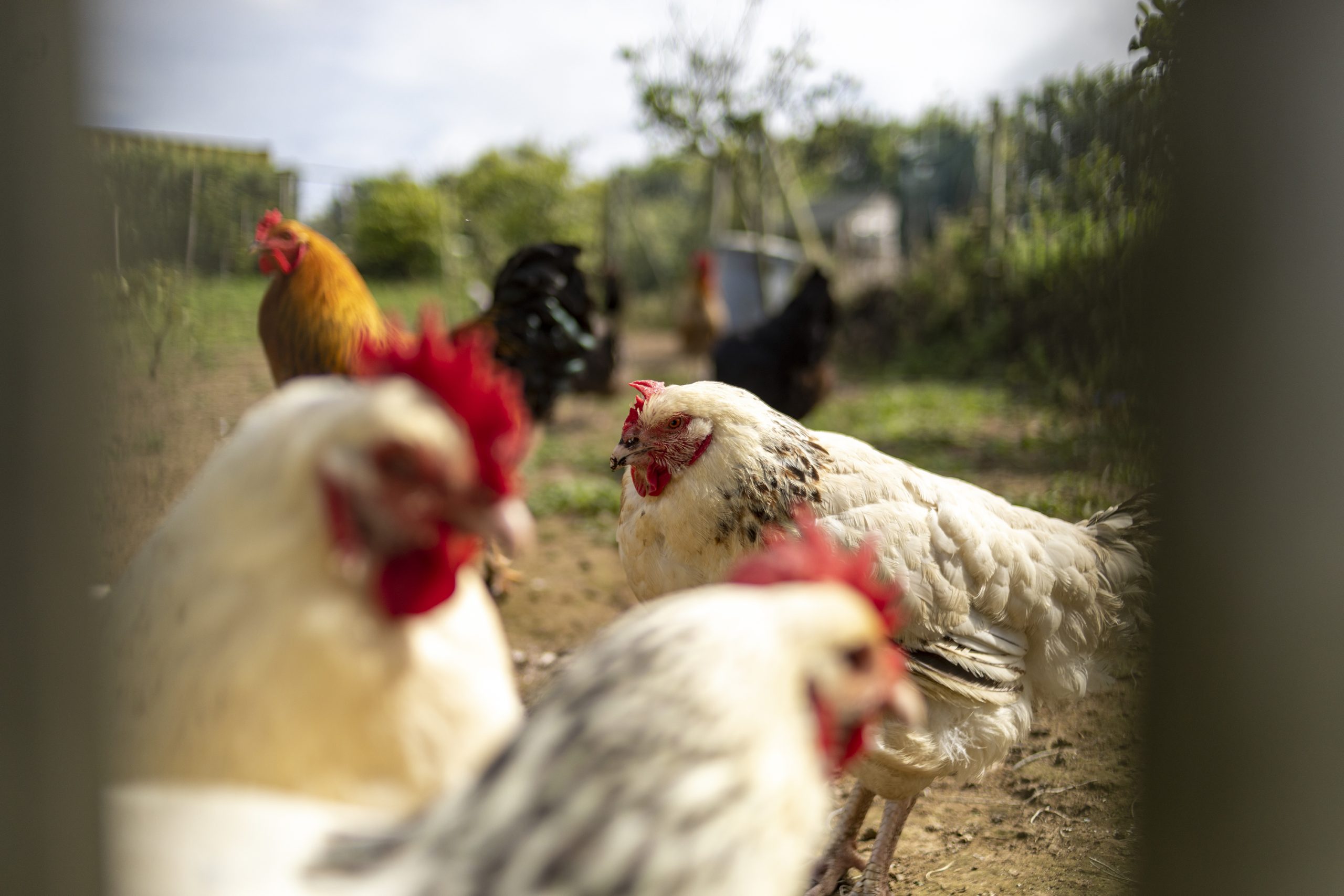 The estate chickens in the gardens at Solar Branco