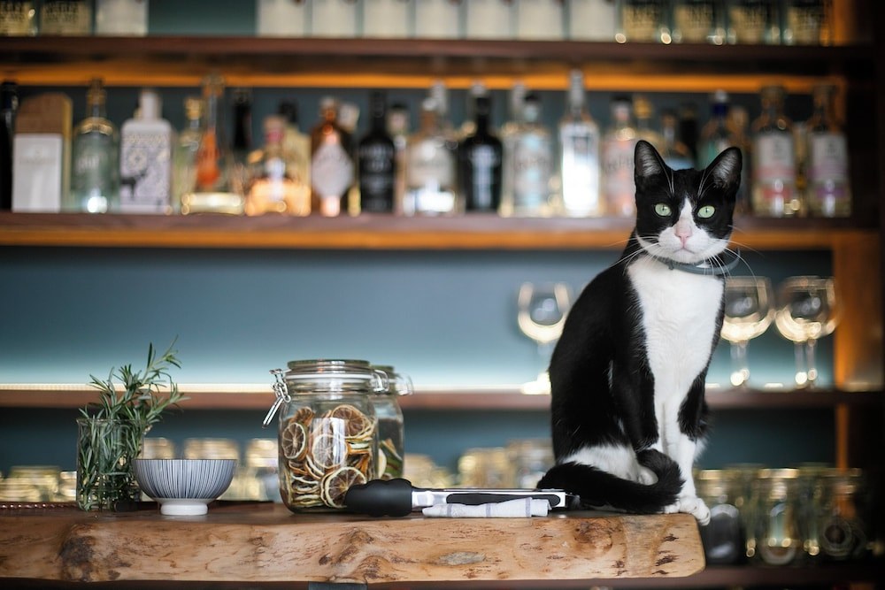The estate cat sitting on the bar in front of the gin shelves