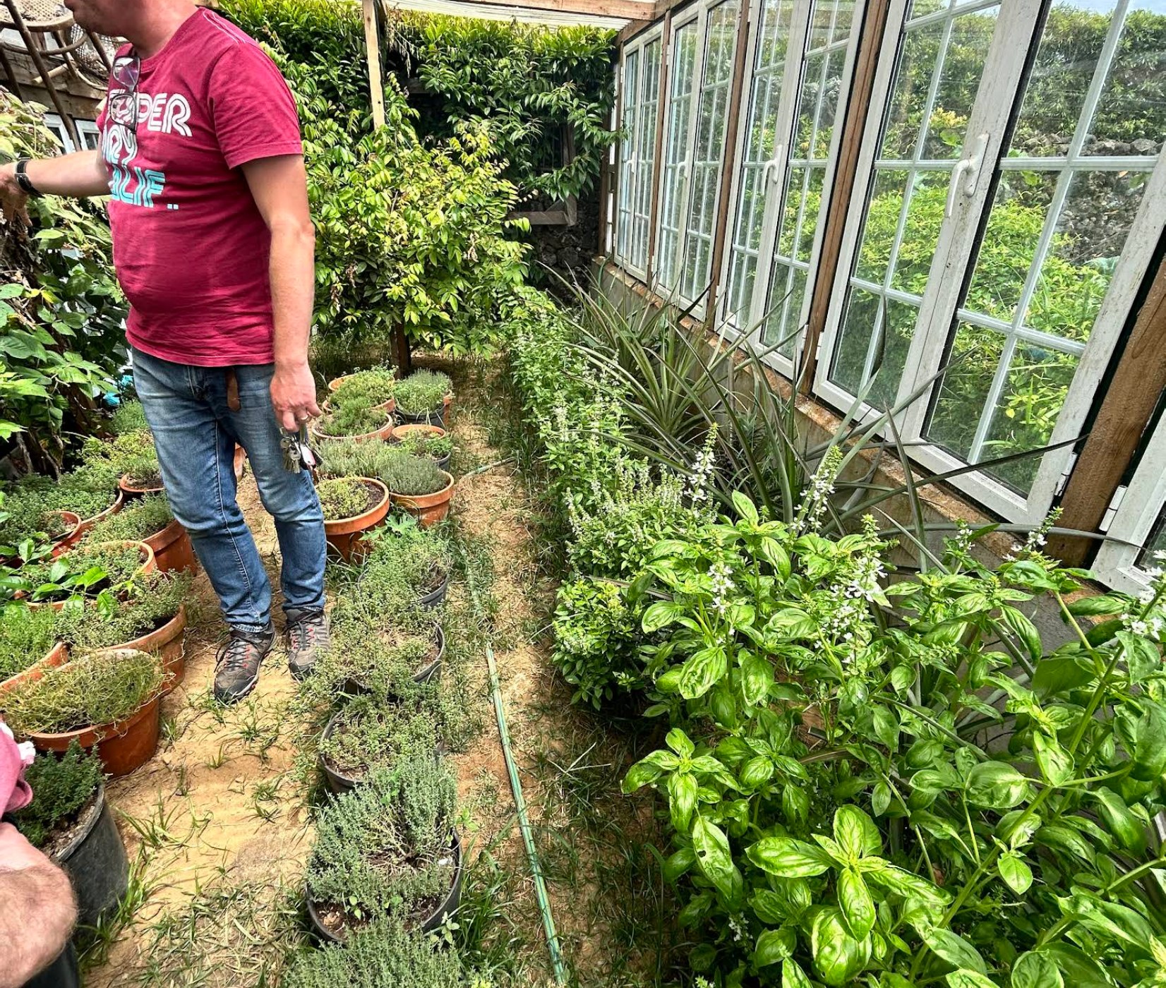 The estate herb garden beside the greenhouse