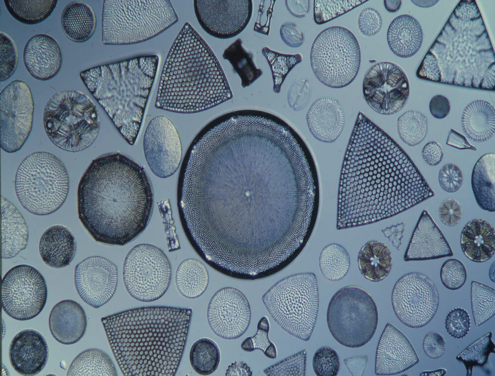 Maginified diotom shells makes us think %22How do I find my purpose?%22 .jpg