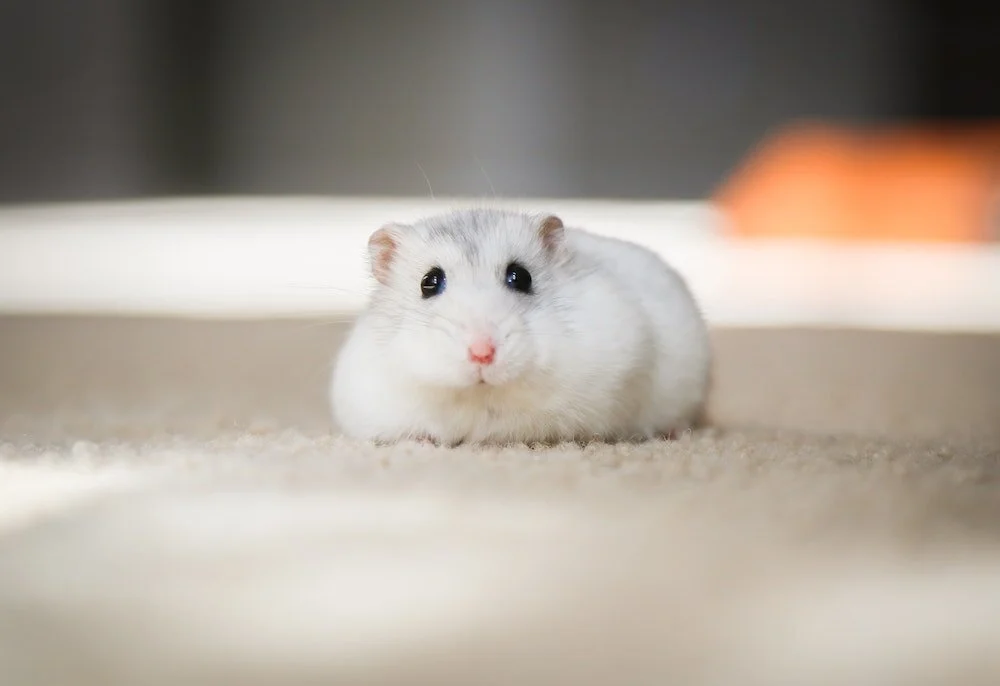 Photo by Kim Green on Unsplash